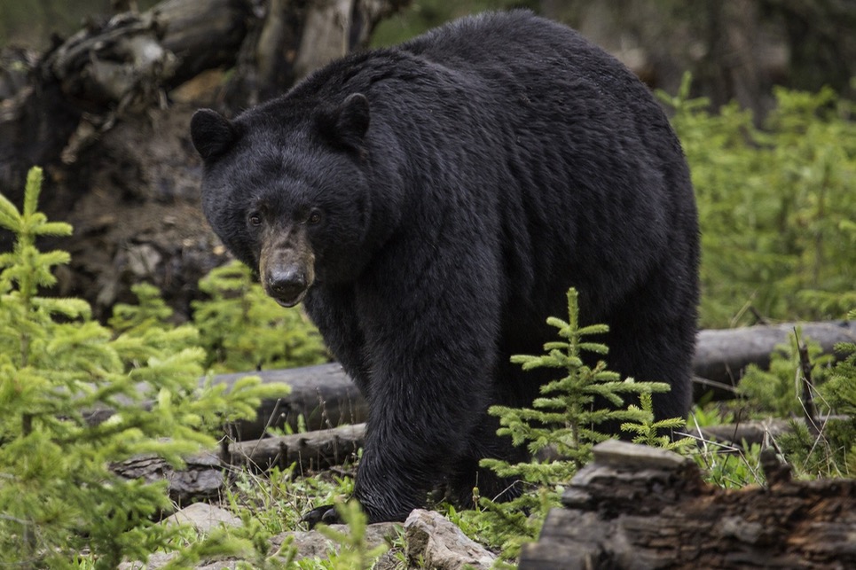 Coastal Black Bear – Vancouver Island Coastal Bear Adventures