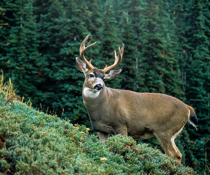 Vancouver Island Blacktail Deer