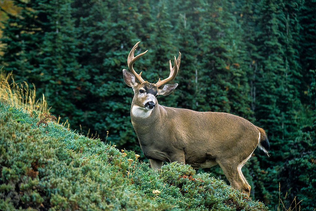 Vancouver Island Blacktail Deer