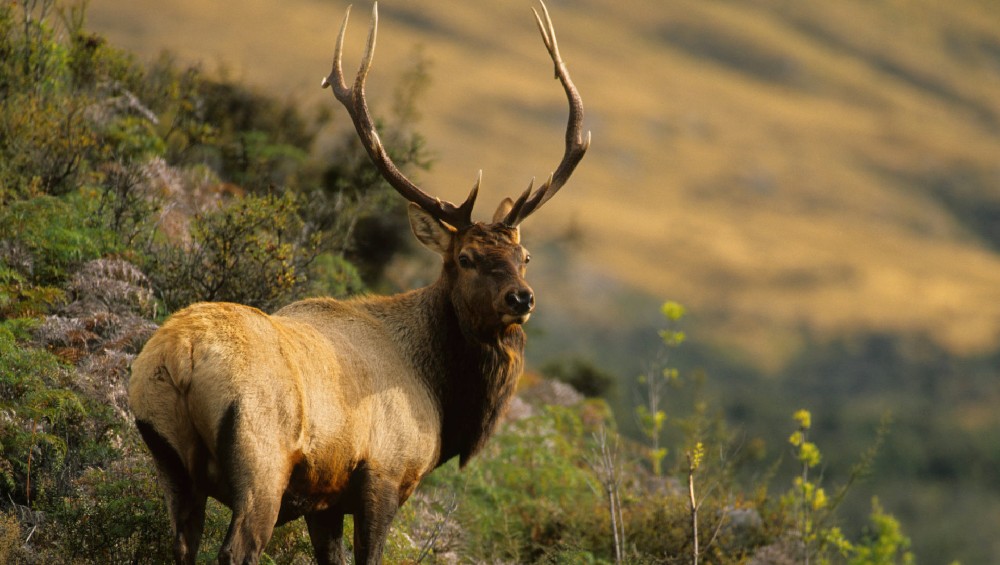 Vancouver Roosevelt Elk