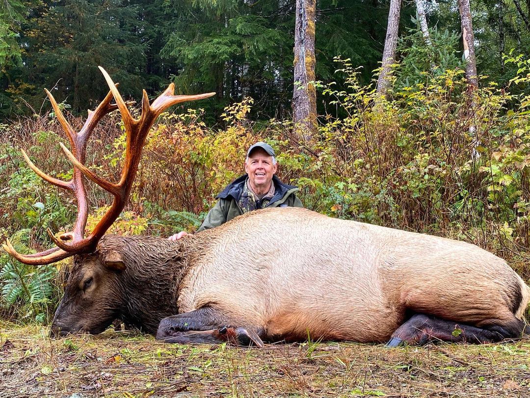 Vancouver Island Roosevelt Elk